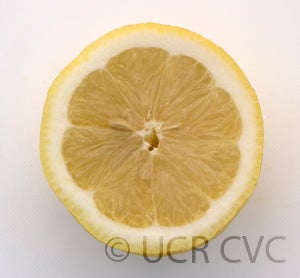 lunariolemoncrc3159006