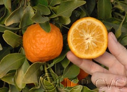 Kitchli sour orange hybrid cvc03_000.jpg