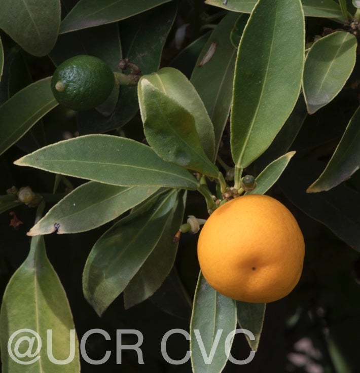 malayan_kumquat_hybrid_fortunella_polyandra_crc_3901_003.jpg