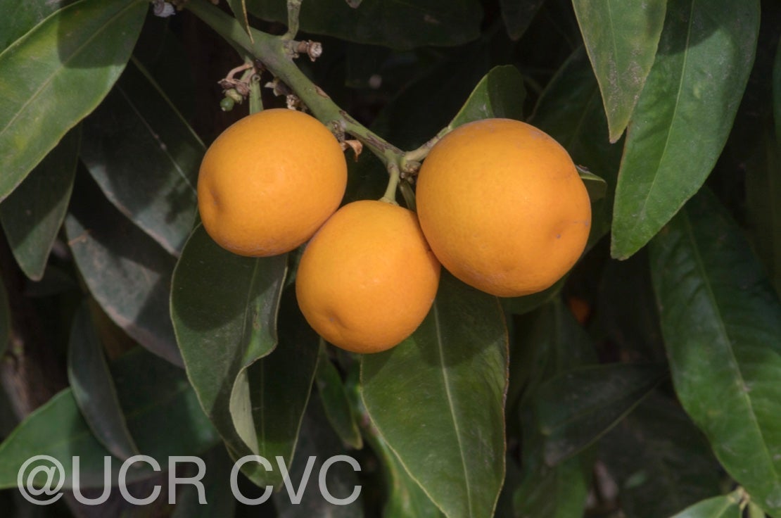 malayan_kumquat_hybrid_fortunella_polyandra_crc_3901_005.jpg