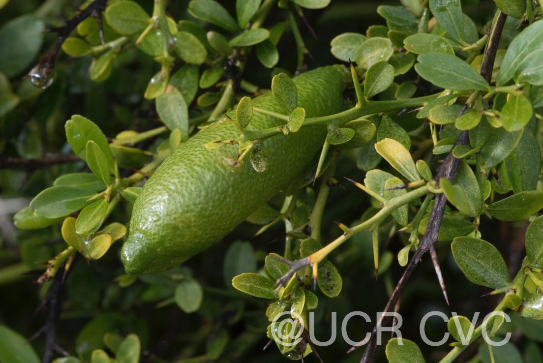 microcitrus_australasica_crc_3664_003.jpg