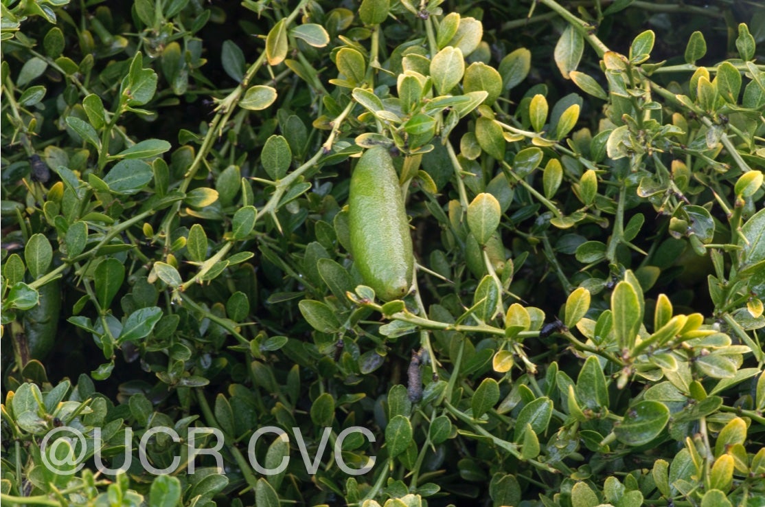 microcitrus_australasica_crc_3664_006.jpg
