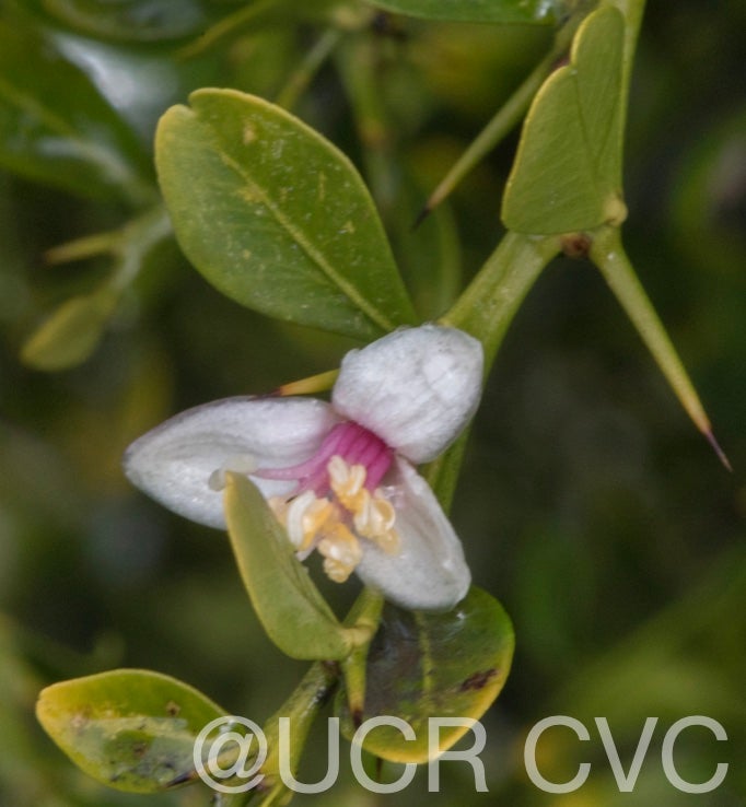 microcitrus_australasica_crc_3664_010.jpg