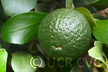 Microcitrus australis crc3666006