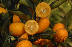 nagamibeckfallbrook128_000