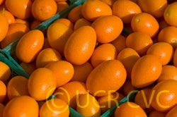 nagamikumquatglamlouchsmfm002