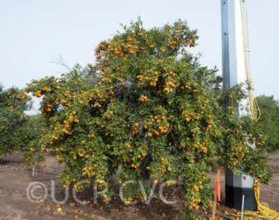 nagpurponkanmandarincrc3727001