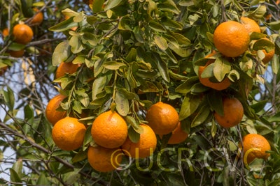 nagpurponkanmandarincrc3727003