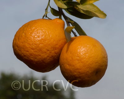 nagpurponkanmandarincrc3727005