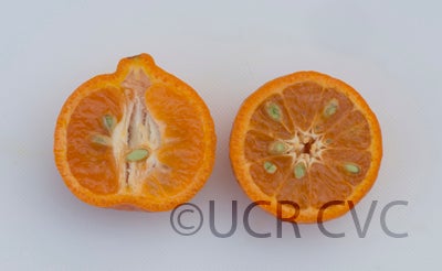 nagpurponkanmandarincrc3727006