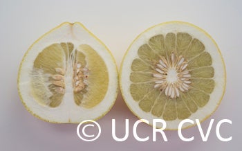 nakhonchaisipummelocrc235300