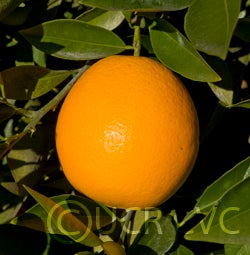 navalencianavelorangecrc287001