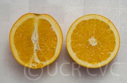 navalencianavelorangecrc287006