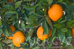 navelatenavelorangecrc4022002