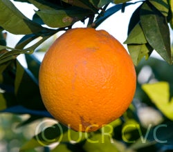 navelinanavelorangecrc4015001