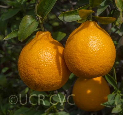 neckedorangeseedlingtangorcrc3738004