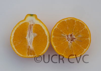 neckedorangeseedlingtangorcrc3738006