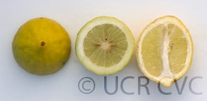 nicaraguanlemonhybridcrc3841005
