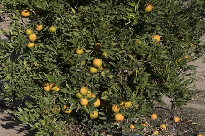 nipponorangequatcrc3360004