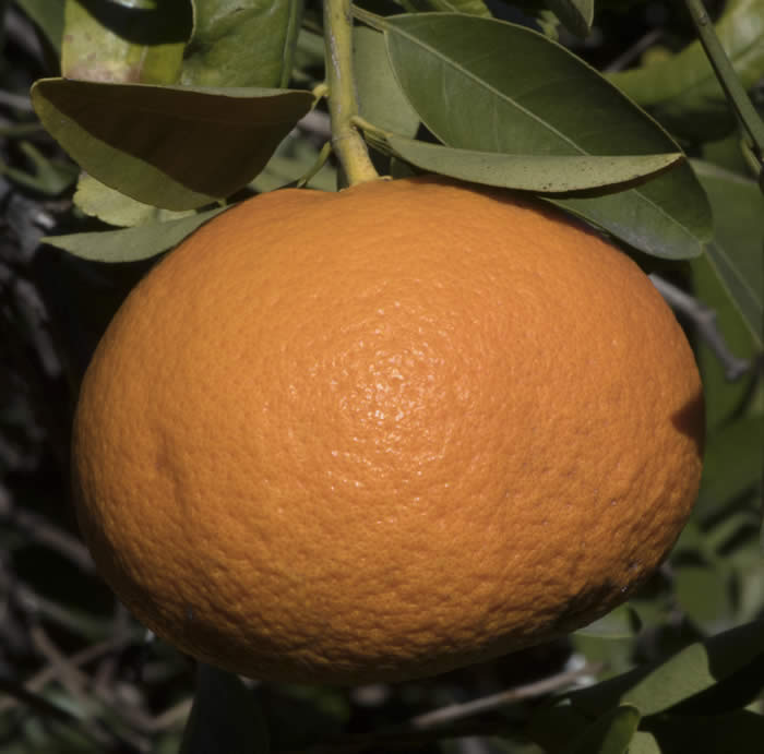 nissvemandarinhybridcrc3965009