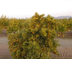 nordmannkumquatfoskett01_000