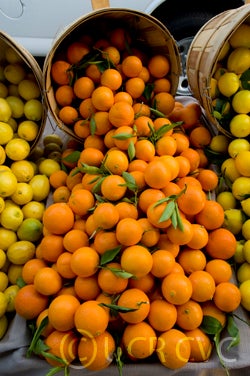 nova_mandarin_arnett_hfm_001