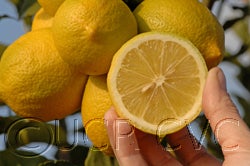 oldlineeurekalemon43