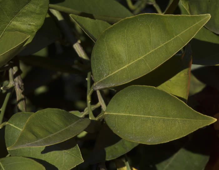 olindamulhollandvalenciasweetorangecrc4231007