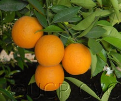 olindanucellarvalencia001