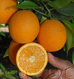 olindanucellarvalencia005_000