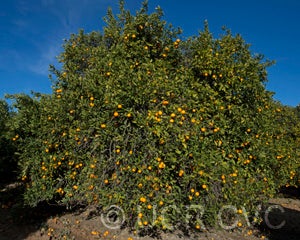 olivelandssweetorangecrc3863002