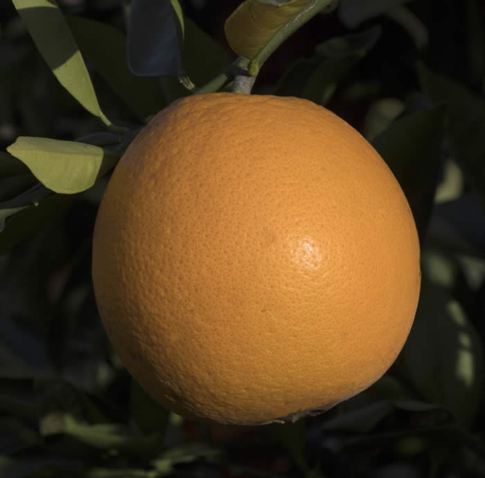 olympicgoldnavelorangecrc4209005