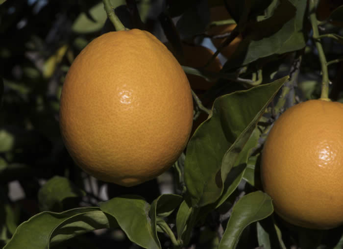 orangeafeuilleslacinieessweetorangecrc4202004