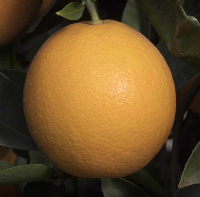 Orange de Nice Sweet Orange crc 3624008