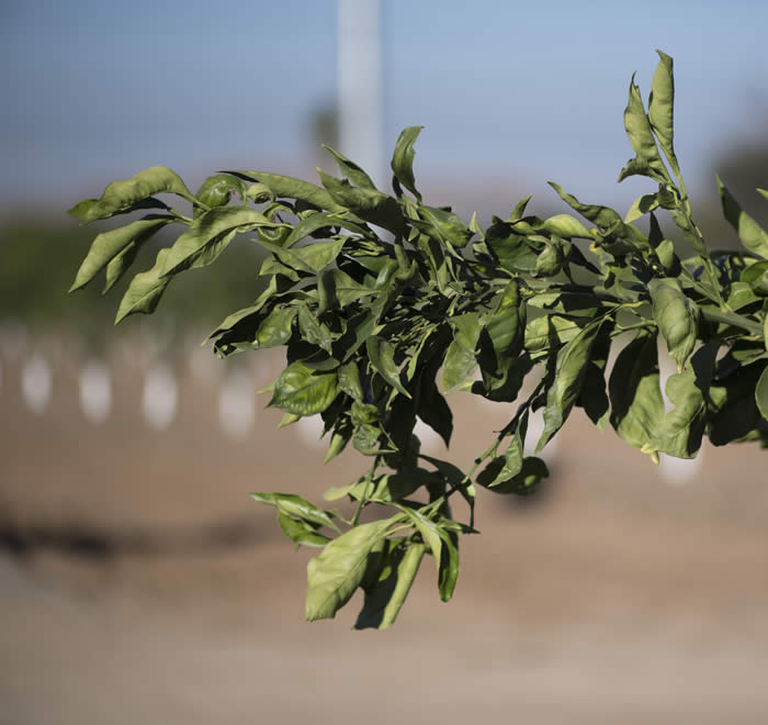 orangefeuilleslaciniessweetorangecrc4202007