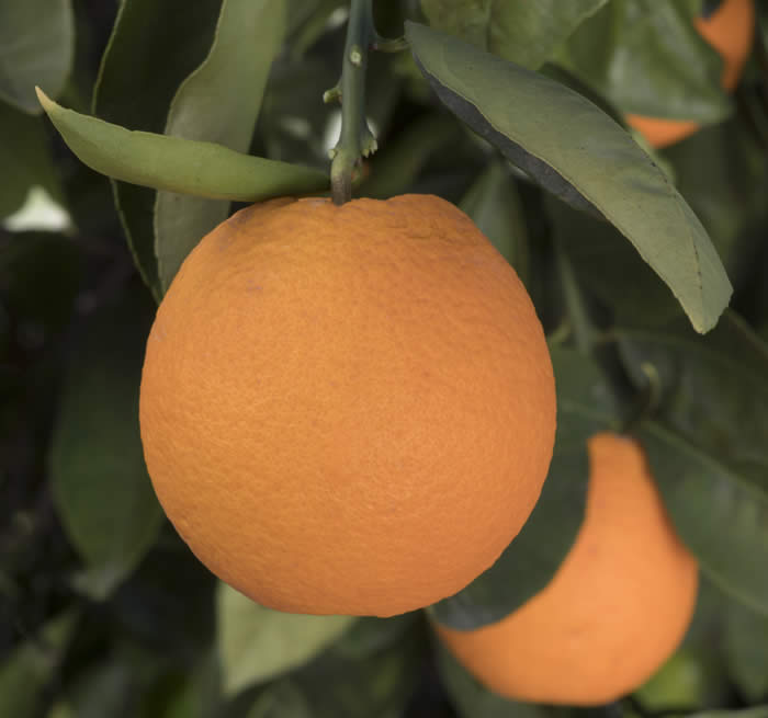 orangeofheavencrc371005