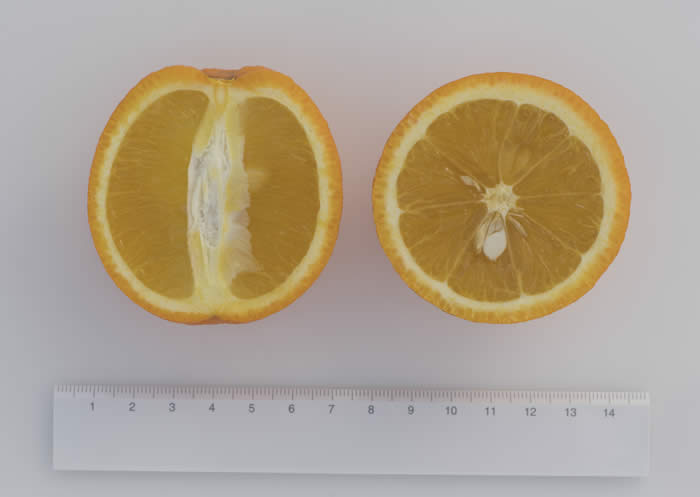 orangeofheavencrc371006