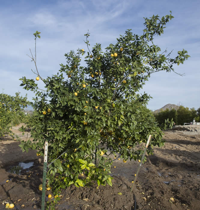 orbonlemonhybridcrc4140001