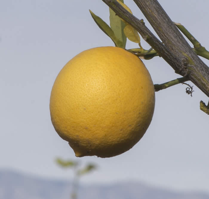 orbonlemonhybridcrc4140002