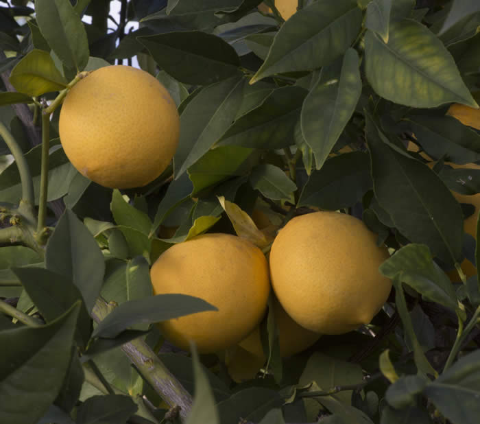 orbonlemonhybridcrc4140008