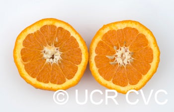 orlandotangelocrc3874003