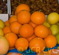 orlandotangeloflyingdiscsmfm