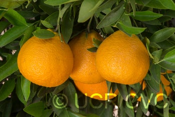 ortaniquetangorcrc3368002