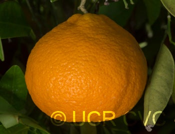 ortaniquetangorcrc3368003