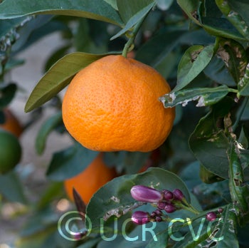 otaheiteacidlessrangpurlimecrc2709009