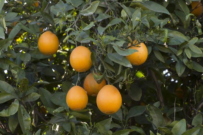 ovalecalabresesweetorangecrc3921005