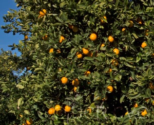 ovalesweetorangecrc3625002