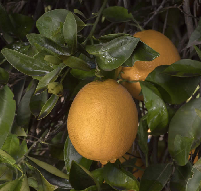 ovalesweetorangecrc3625003