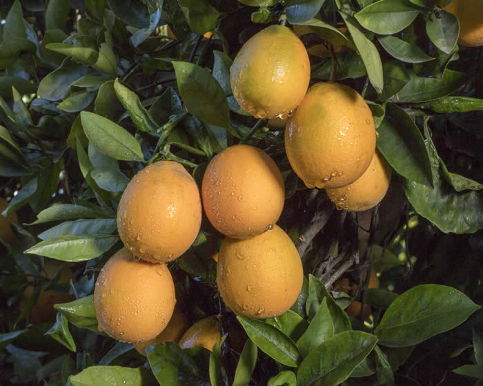 ovalesweetorangecrc3625004