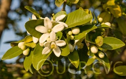 oxantheraneocaledonicacrc3793001